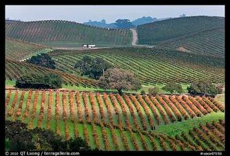 Wine Country Scenery In Carneros Valley Napa California Usa