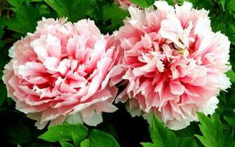 Peony Flower Macro Photography Wallpaper