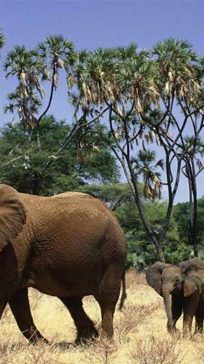 Elephants And Cubs iPhone Wallpaper HD