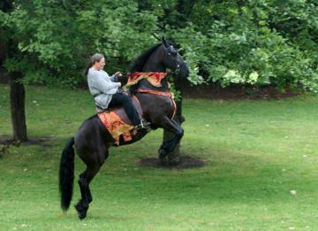 Freisian Horse Image Friesian Black Wallpaper