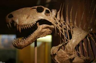 Dinosaur Bones Wallpaper Open Walls
