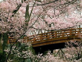 Cherry Blossom Desktop Pc And Mac Wallpaper