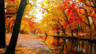 Fall Trees By The River Wallpaper