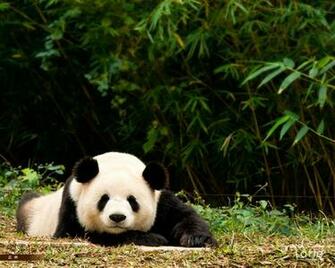 Cute Baby Panda Wallpaper
