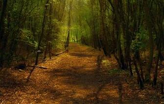 Rotation Trees Light Foliage Mixed Forest The Shadows Wallpaper