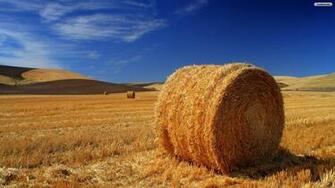 Youwall Field Crops Wallpaper