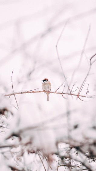 Gorgeous Winter Wallpaper For iPhone