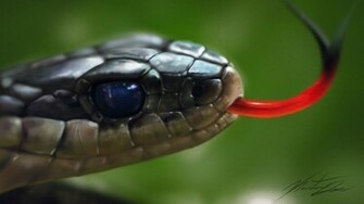 With Cobra Snake Image HD Wallpaper Of
