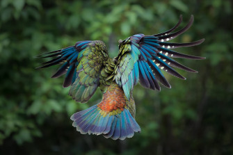 Flying Colorful Bird Wallpaper And Image