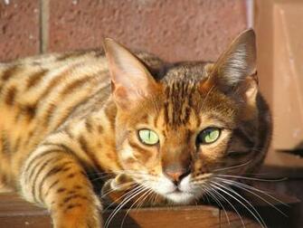 Bengal Cat Wallpaper