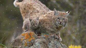 Bobcat Wallpaper