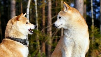 Akita Inu Dog Wallpaper Pair Desktop Background
