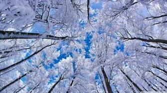 Exclusive Winter Birds Owls Desktop Wallpaper