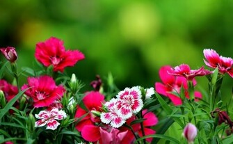 Dark Pink Flowers Desktop Background Funny Pictures Photos