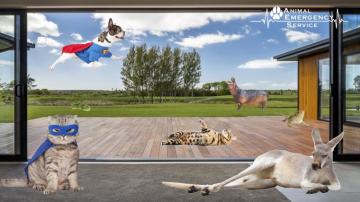 Pet Zoom Background For Every Animal Lover