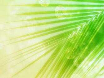 Palm Leaf Background