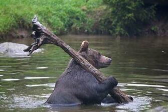 Wallpaper Photo Bucket Wildlife Of Planet The Day Awesome Animal