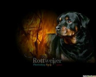 HD Image Rottweiler Collection