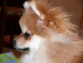 The Pomeranian Dog Desktop Wallpaper Pictures For Pc Mac