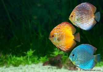 Discus Tropical Fish Wallpaper