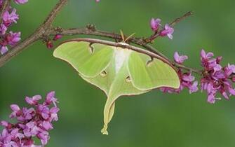 Luna Moth HD Wallpaper Background Image