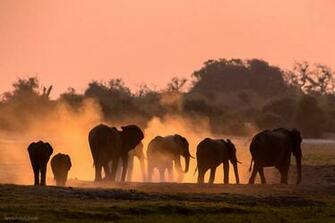 Elephant Wildlife Photo By Andrew Schoeman