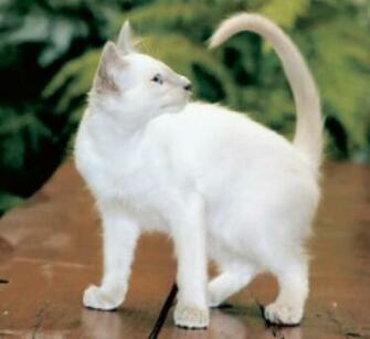 Balinese White Cats Computer Screen Saver Pc Desktop Wallpaper