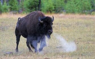 Bison Computer Wallpaper Desktop Background Id