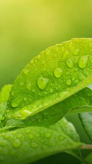 Xiaomi Redmi Note Wallpaper With Green Leaves In