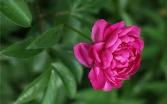 Mayflower God Peony Desktop Wallpaper Flower