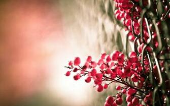 Red Berries Macro Wallpaper Stock Photos
