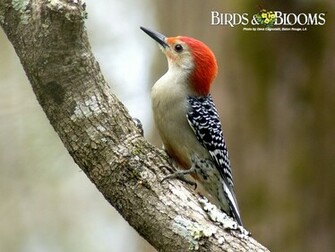 Red Bellied Woodpecker Birds Blooms