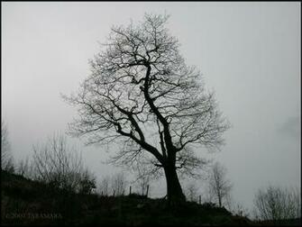 Tree Silhouette Wallpaper Wallpoper