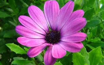 Full HD Wallpaper Flowers Wallpaper9