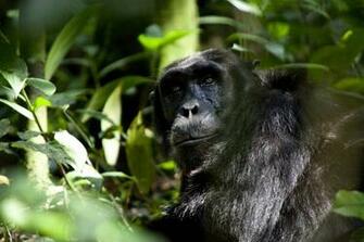 Chimpanzee Tells Touching Story Of Love And Survival