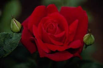 Beautiful Rose Flowers Wallpaper