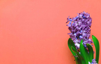 Desktop Hyacinth Wallpaper