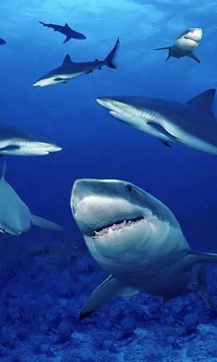 Bigger Sharks HD Live Wallpaper For Android Screenshot