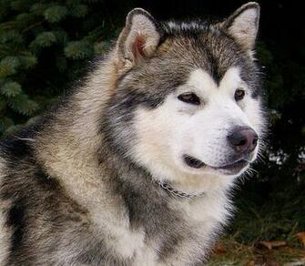 White Alaskan Malamute Dog Animals Picture Wallpaper