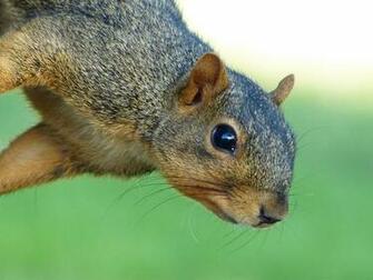 File Squirrel With Blurred Background By Monique Haen Jpg
