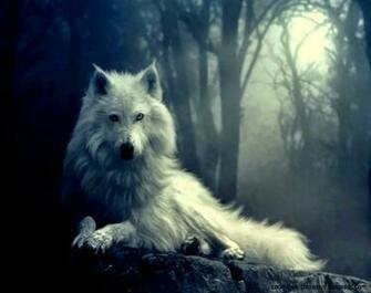 Wolf HD Wallpaper Wolves Desktop For Android Cool