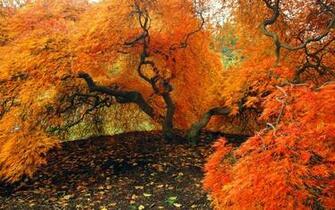 Autumn Wallpaper Desktop Cool