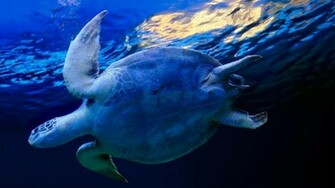 Best Collection Of Ocean Wallpaper Ever Unique