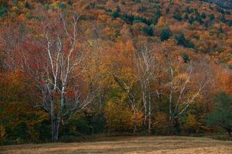 Maine Foliage Photo Gallery