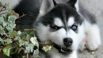 Puppies Husky Wallpaper Animals Dogs HD Desktop