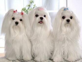 Shih Tzu Desktop Background