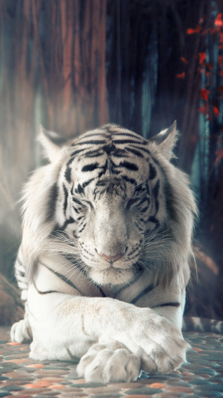 White Tiger Sleeping 4k Rare Gallery HD Wallpaper