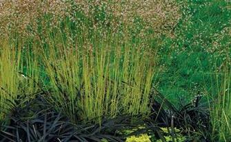 Fine Gardening Wallpaper Issue