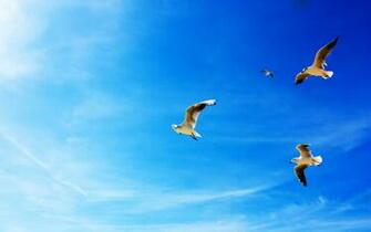 Seagulls In Flight Wallpaper HD