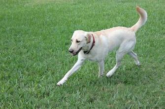 Yellow Labrador Retriever